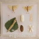家蠶膨化飼料加工設備（工廠化養殖模式）
