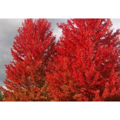 美國紅楓紅葉石楠球、大葉女員小苗